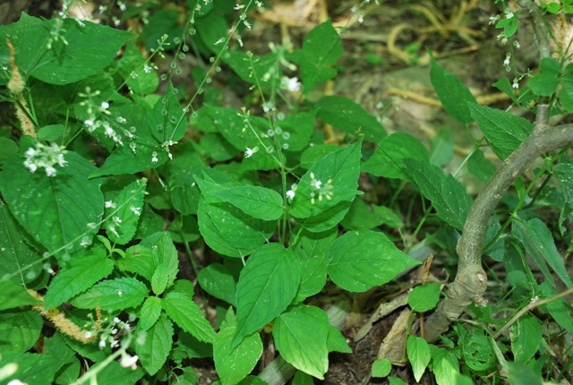 Circaea lutetiana L. subsp. lutetiana